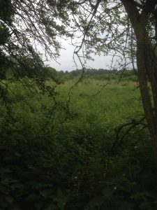 Darlands Lake Nature Reserve, Mill Hill and Totteridge 8