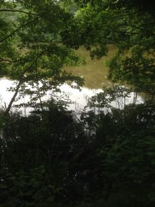Darlands Lake Nature Reserve, Mill Hill and Totteridge 19